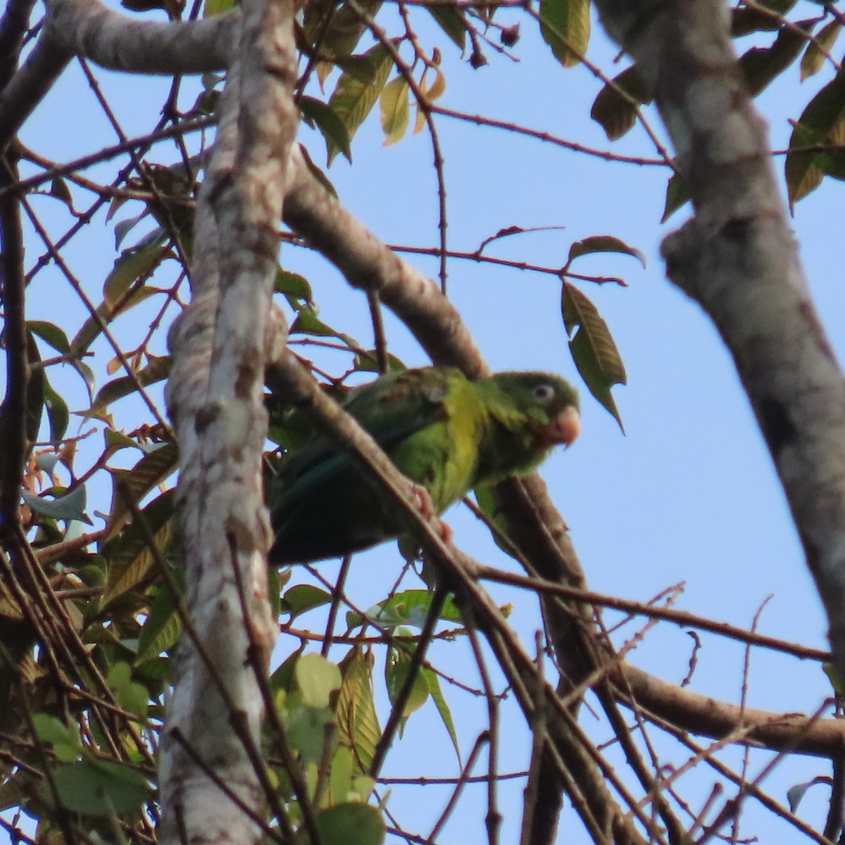 Orange-chinned Parakeet - Mackenzie Goldthwait