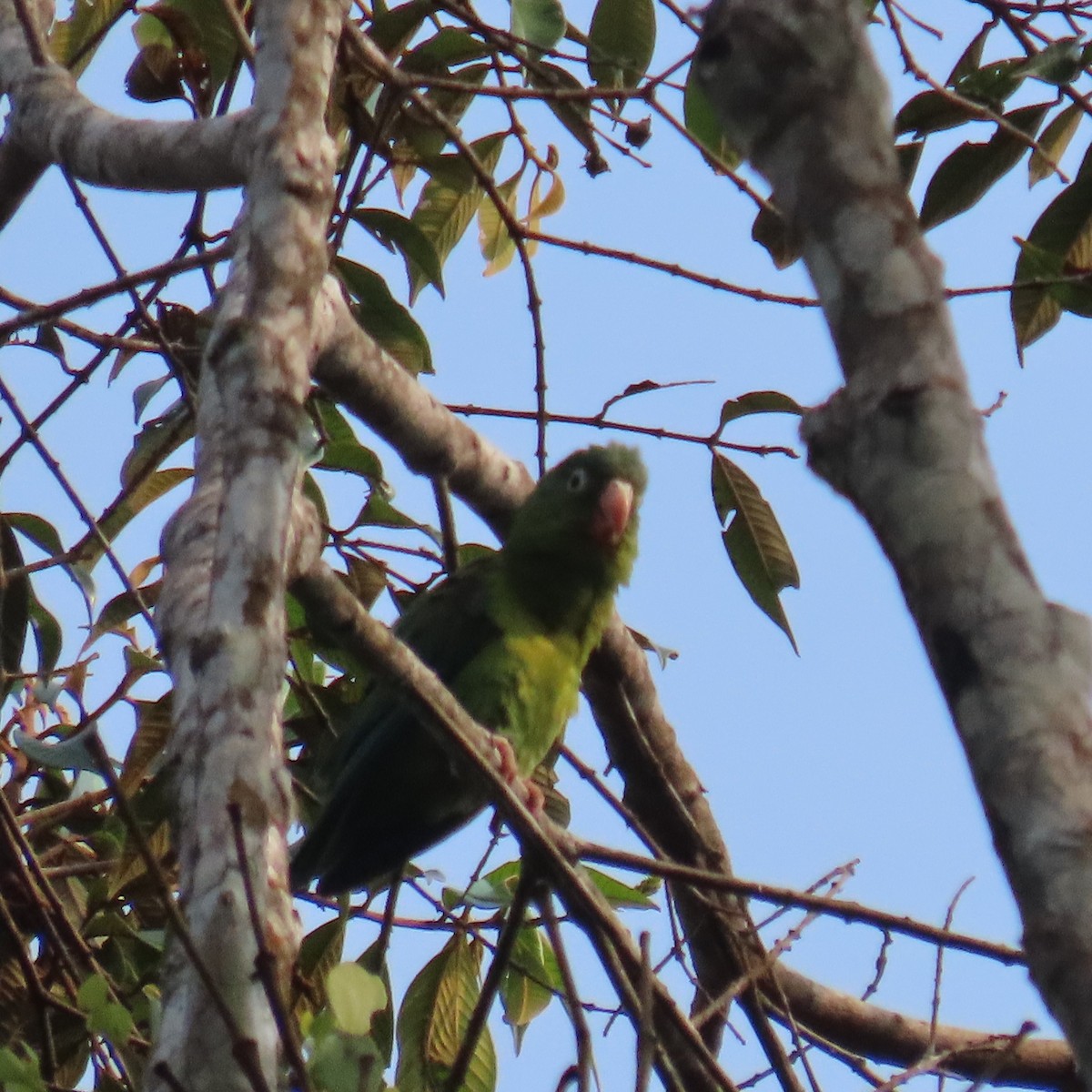 Orange-chinned Parakeet - Mackenzie Goldthwait