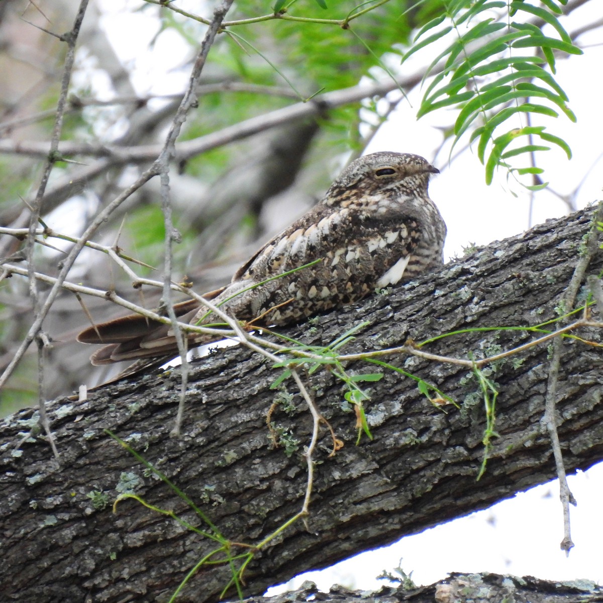 Lesser Nighthawk - ML562387311