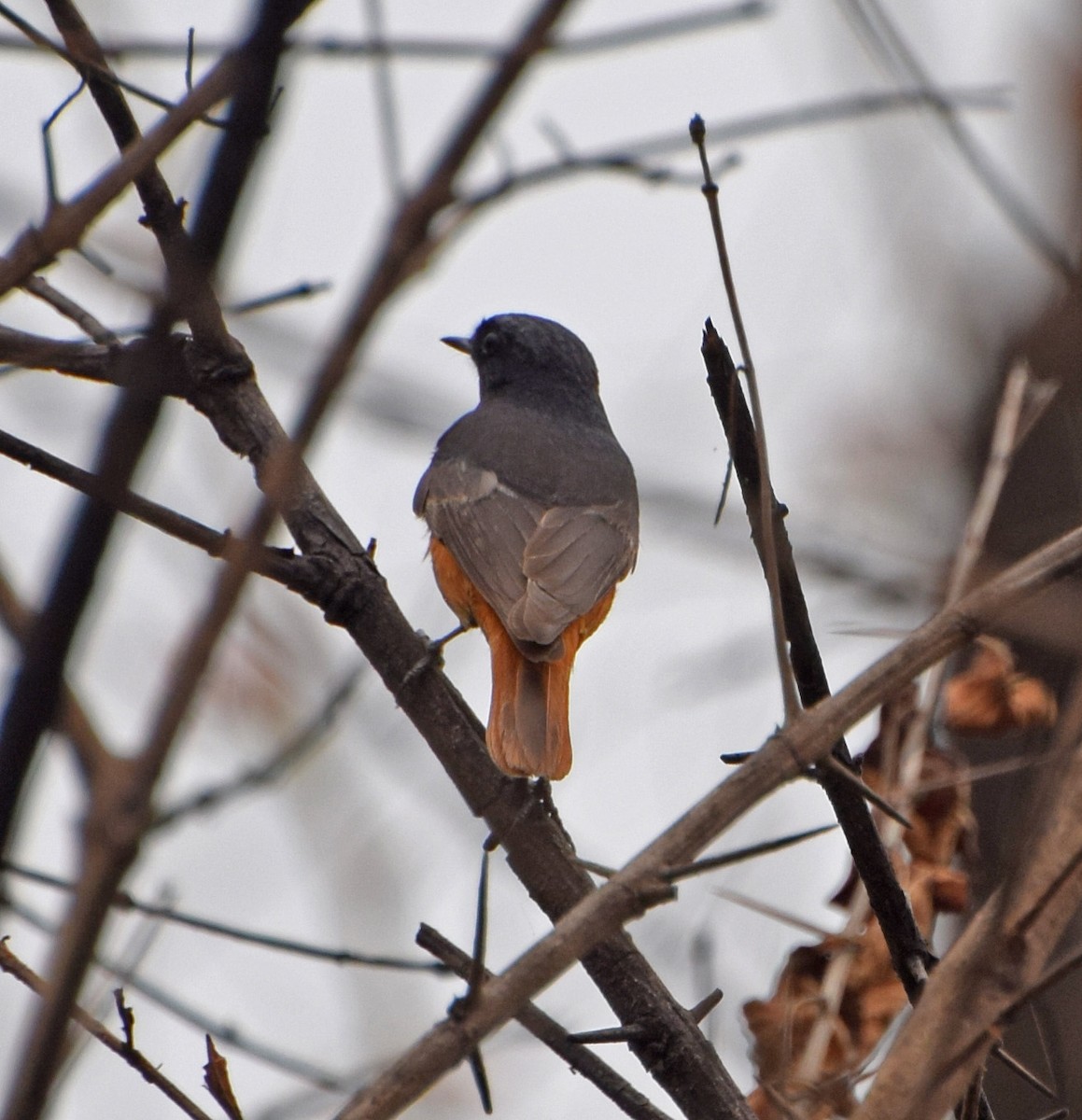 Black Redstart - ML56238771