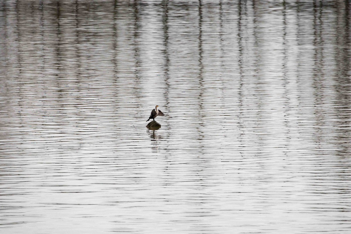 Double-crested Cormorant - ML562389741