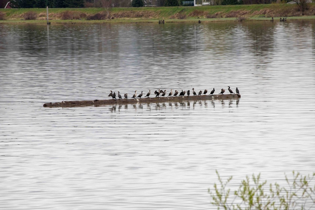 Double-crested Cormorant - Danielle Cooper