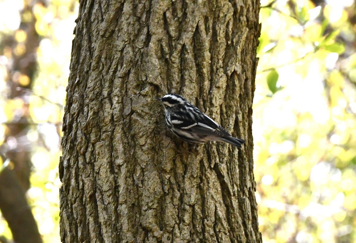 Black-and-white Warbler - ML562390611