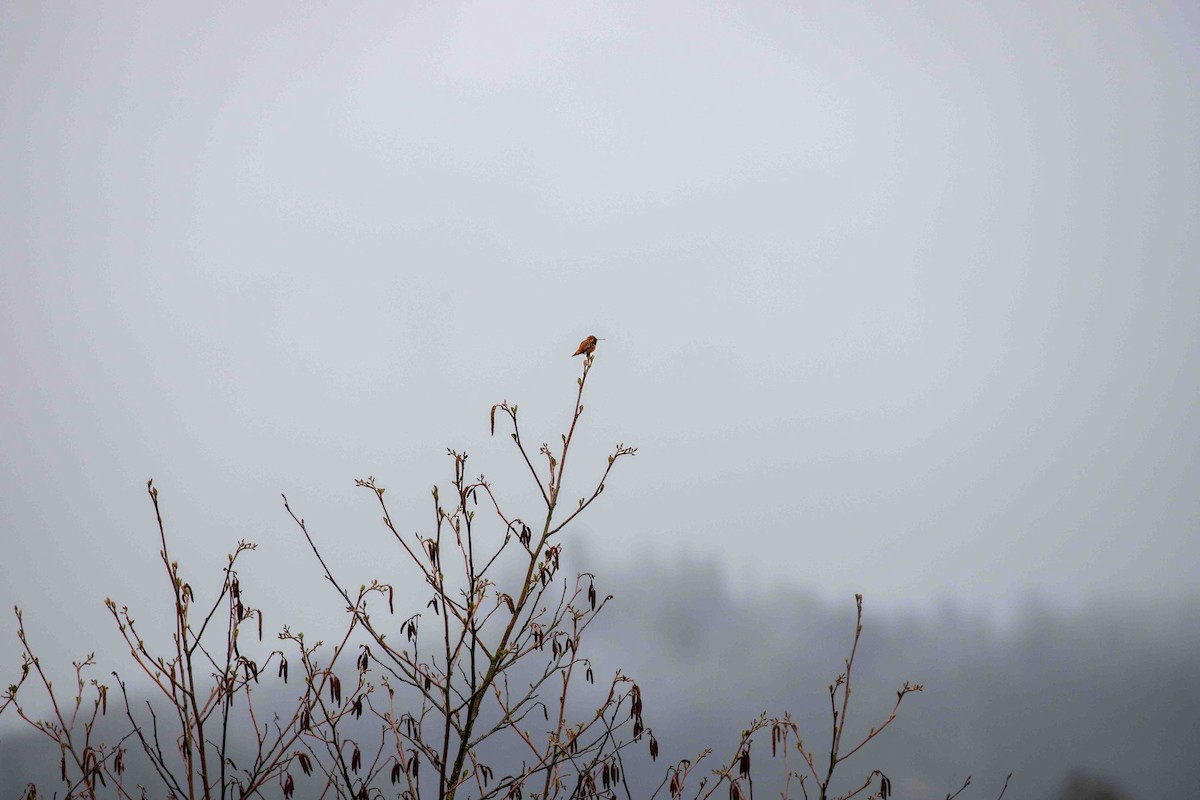 rødkolibri - ML562390701