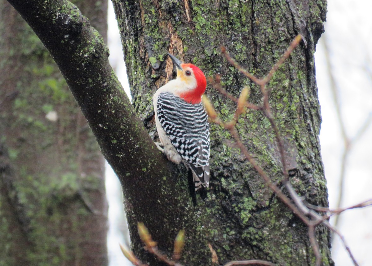 Red-bellied Woodpecker - ML562390761
