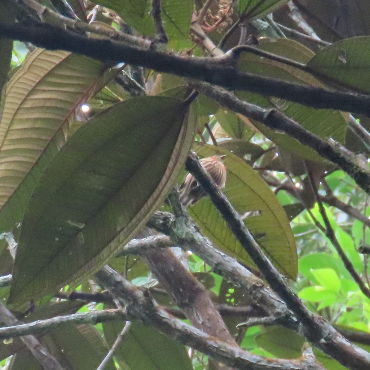 Saltarín Rayado Occidental (grupo striolatus) - ML562390821