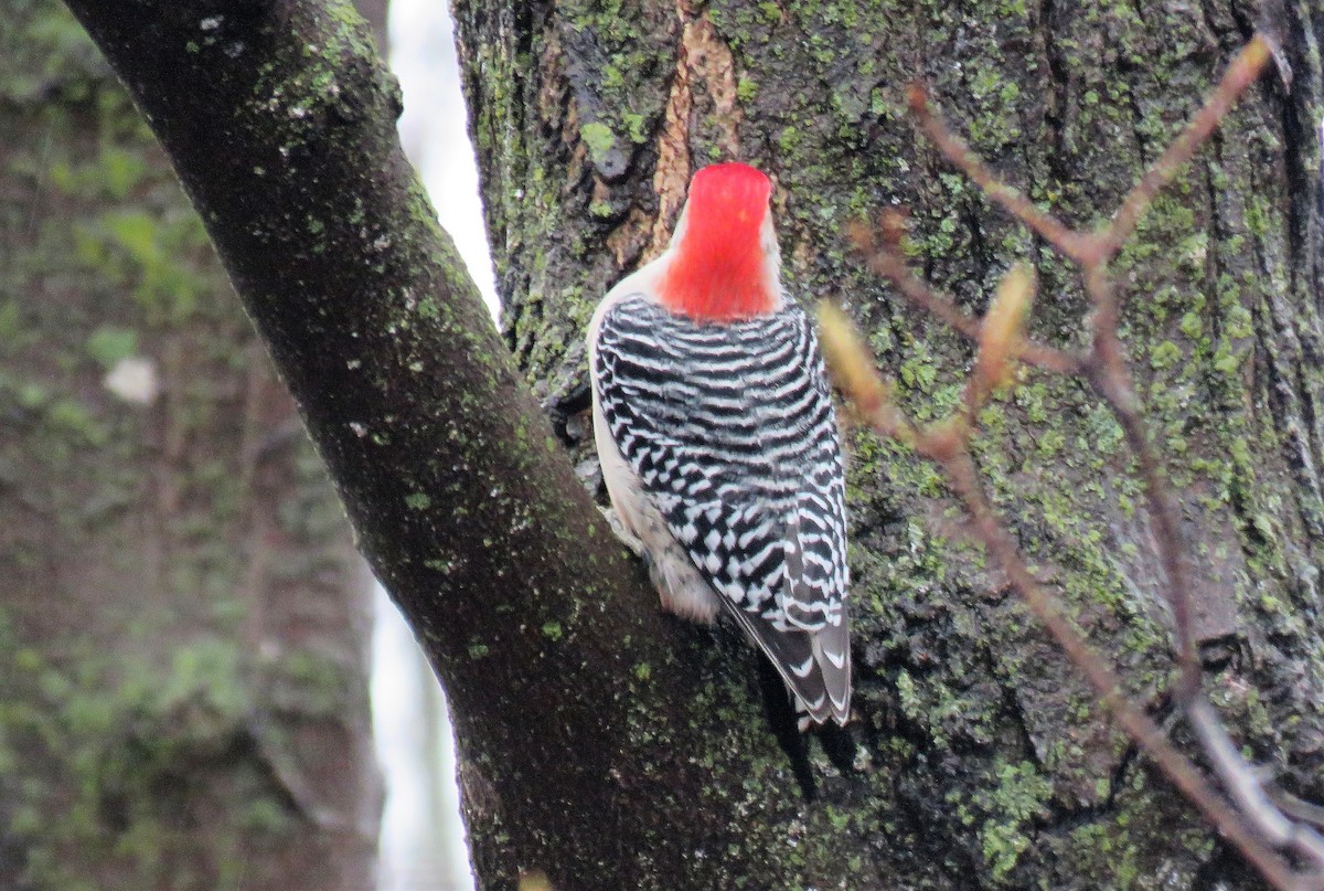 Red-bellied Woodpecker - ML562391141