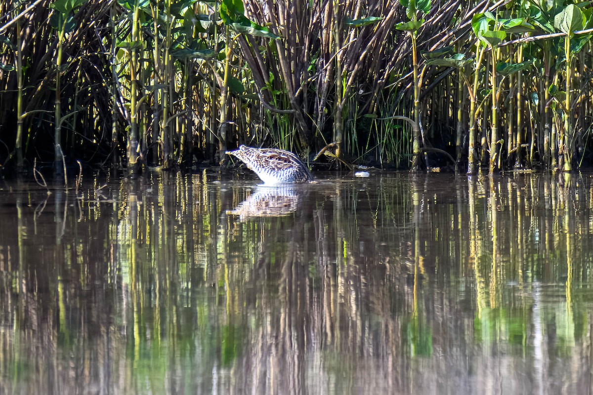 Wilson's Snipe - ML562391411