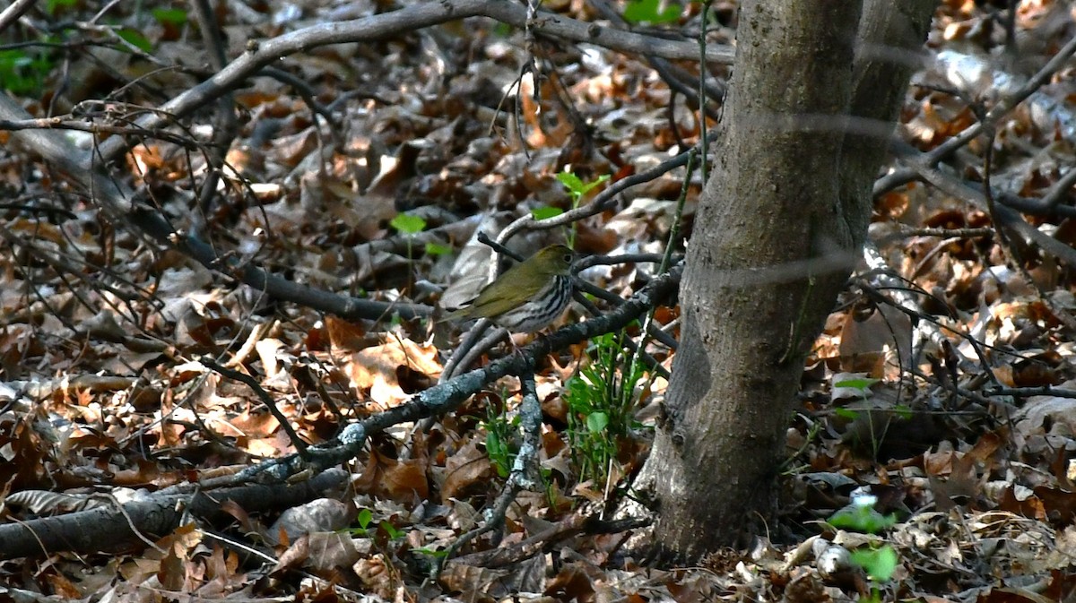 Ovenbird - Brian Kenney