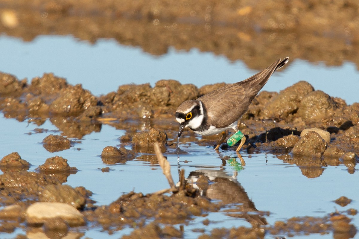 Little Ringed Plover - ML562392251