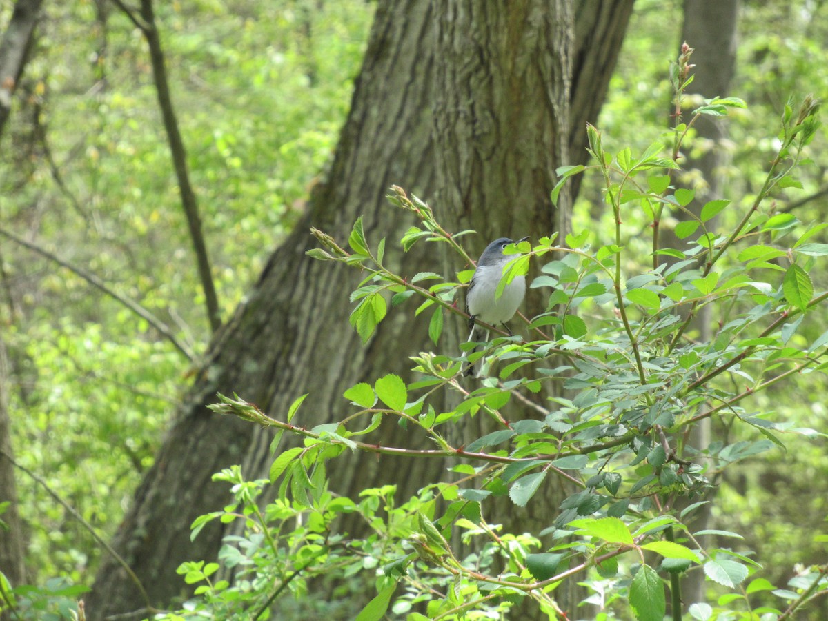 Blue-gray Gnatcatcher - ML562392671