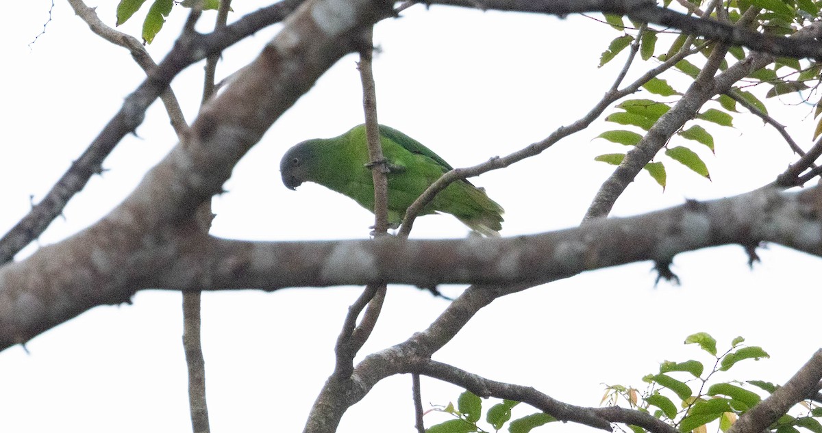 Желтоголовый жоффруа - ML562394921