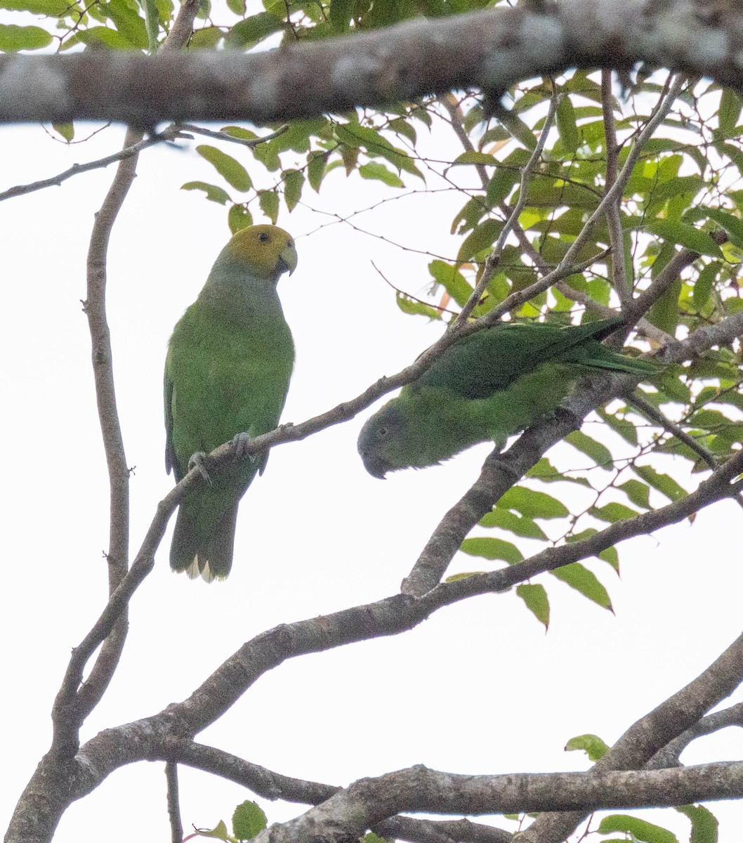 Singing Parrot - David Barton