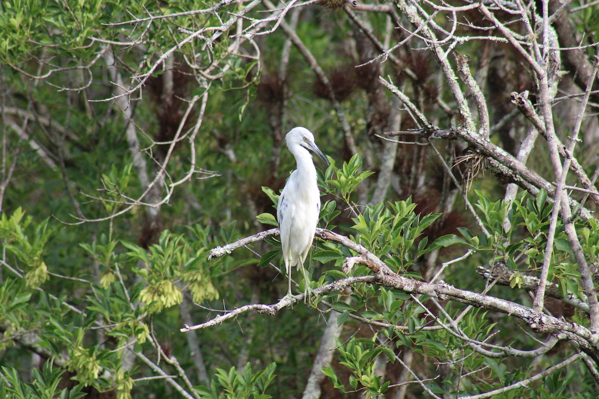 Little Blue Heron - ML562395081