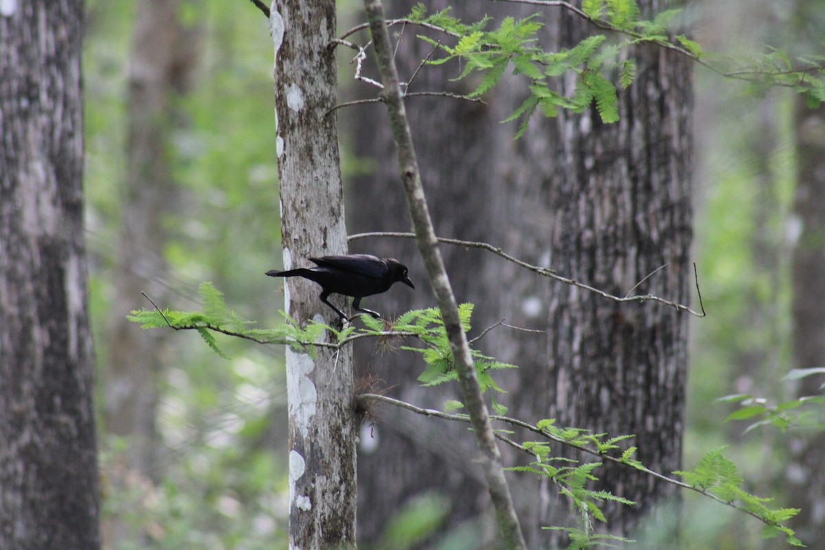 Common Grackle - Sally Stephenson