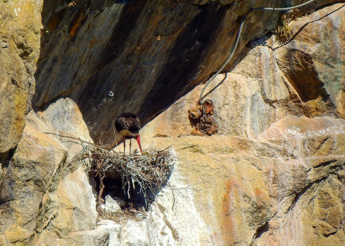 Black Stork - ML562395991