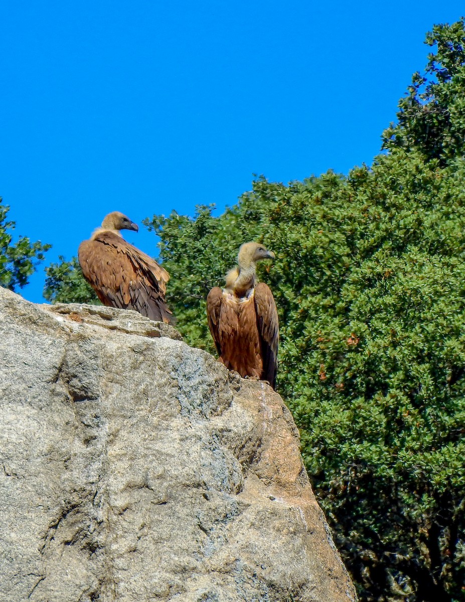 Eurasian Griffon - ML562396081