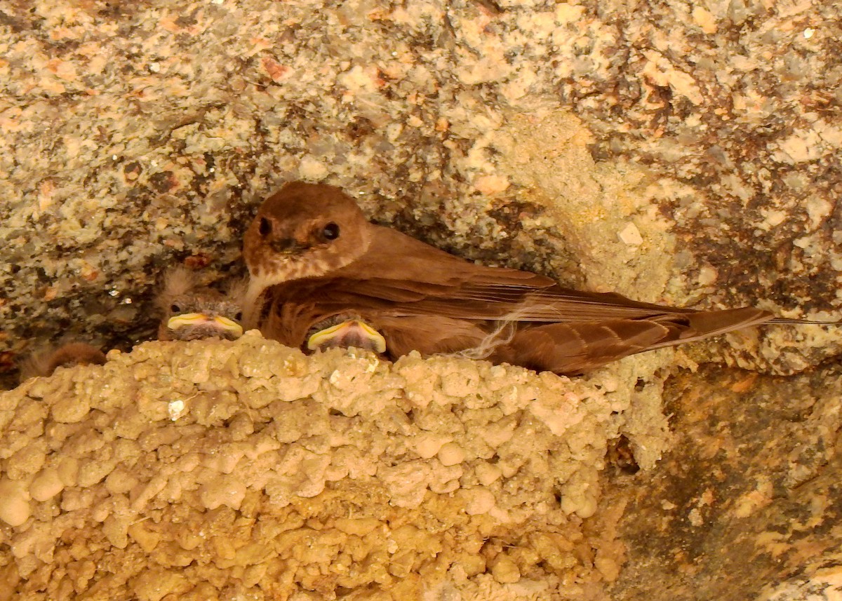 Eurasian Crag-Martin - ML562396191