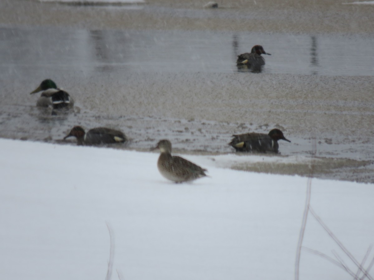 Green-winged Teal - ML562396221