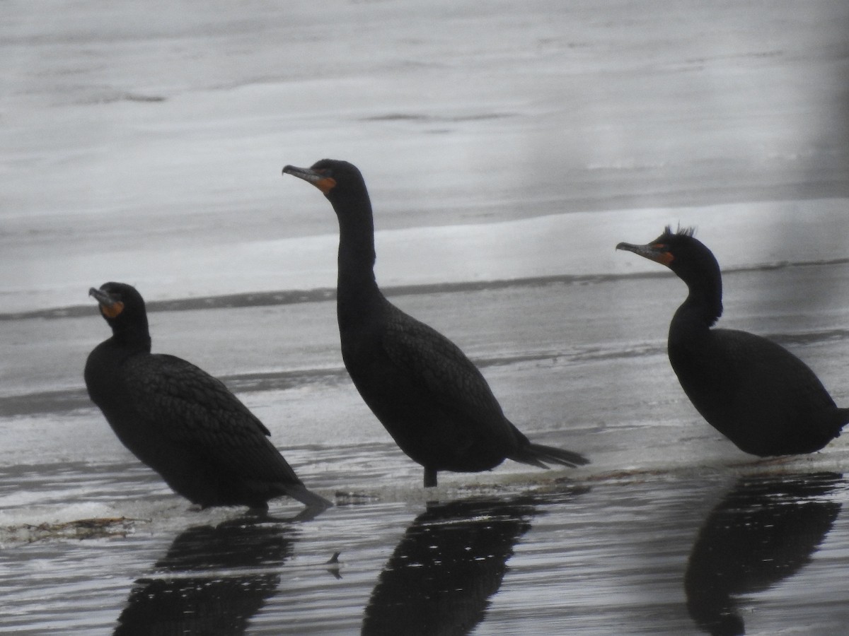 Cormoran à aigrettes - ML562396421