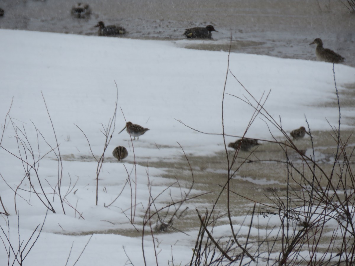 Wilson's Snipe - ML562396451