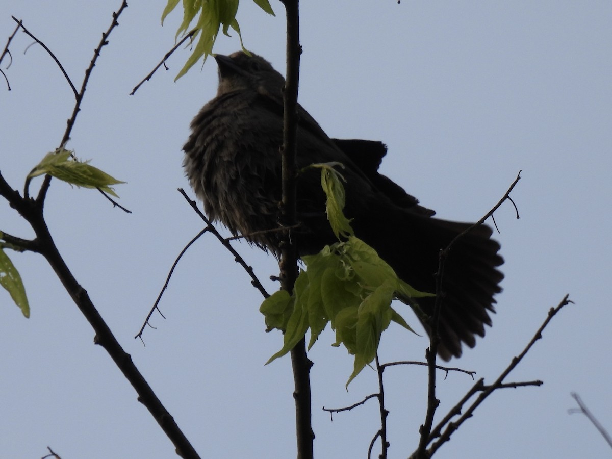Brewer's Blackbird - ML562396561
