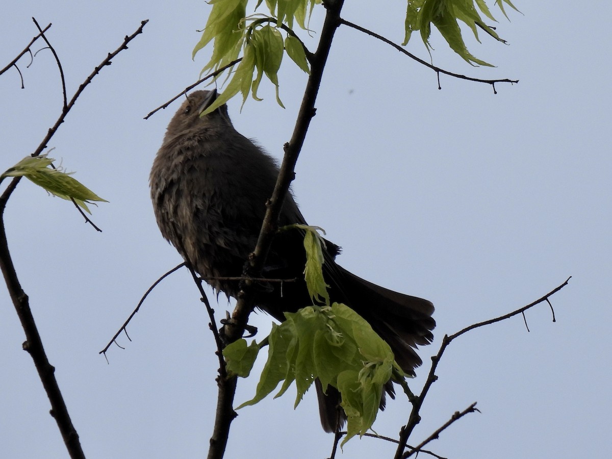 Brewer's Blackbird - ML562396571
