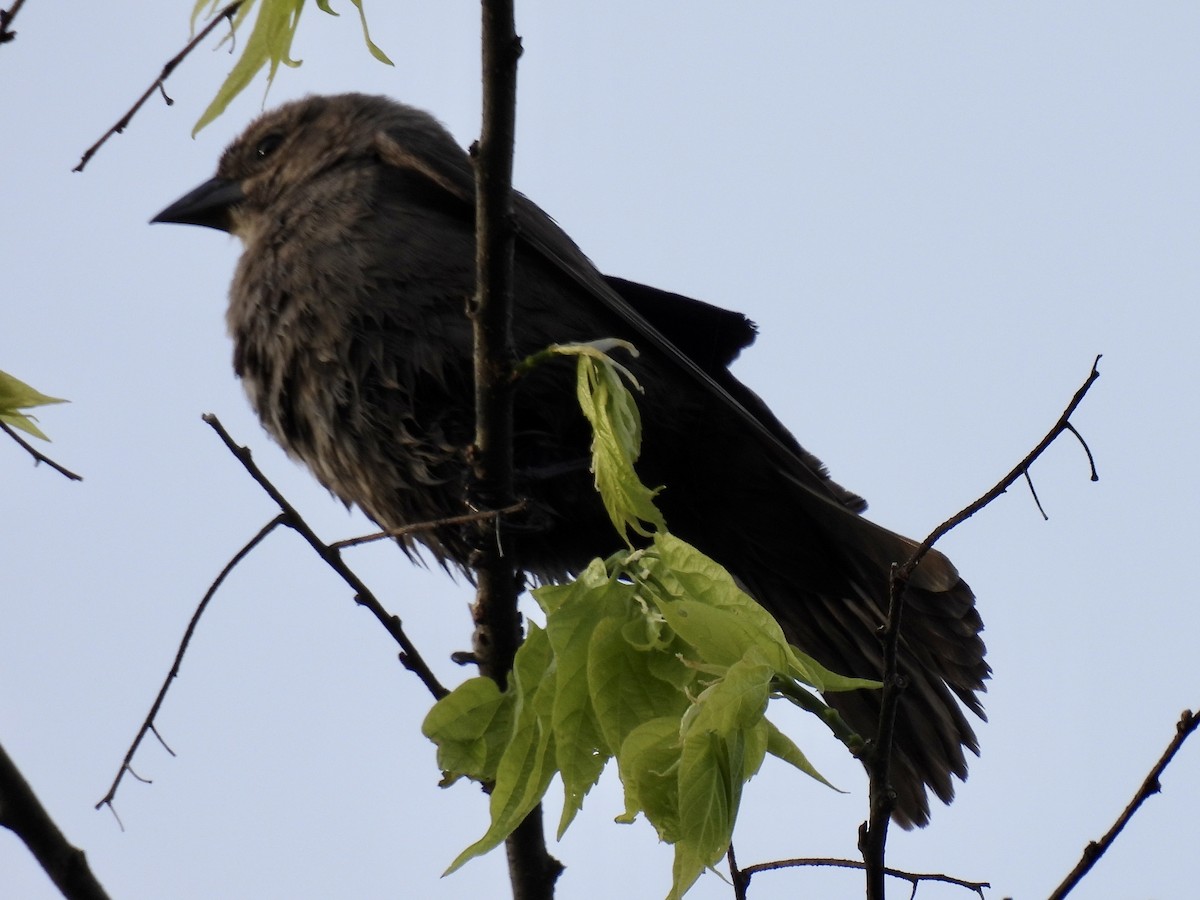 Brewer's Blackbird - ML562396581