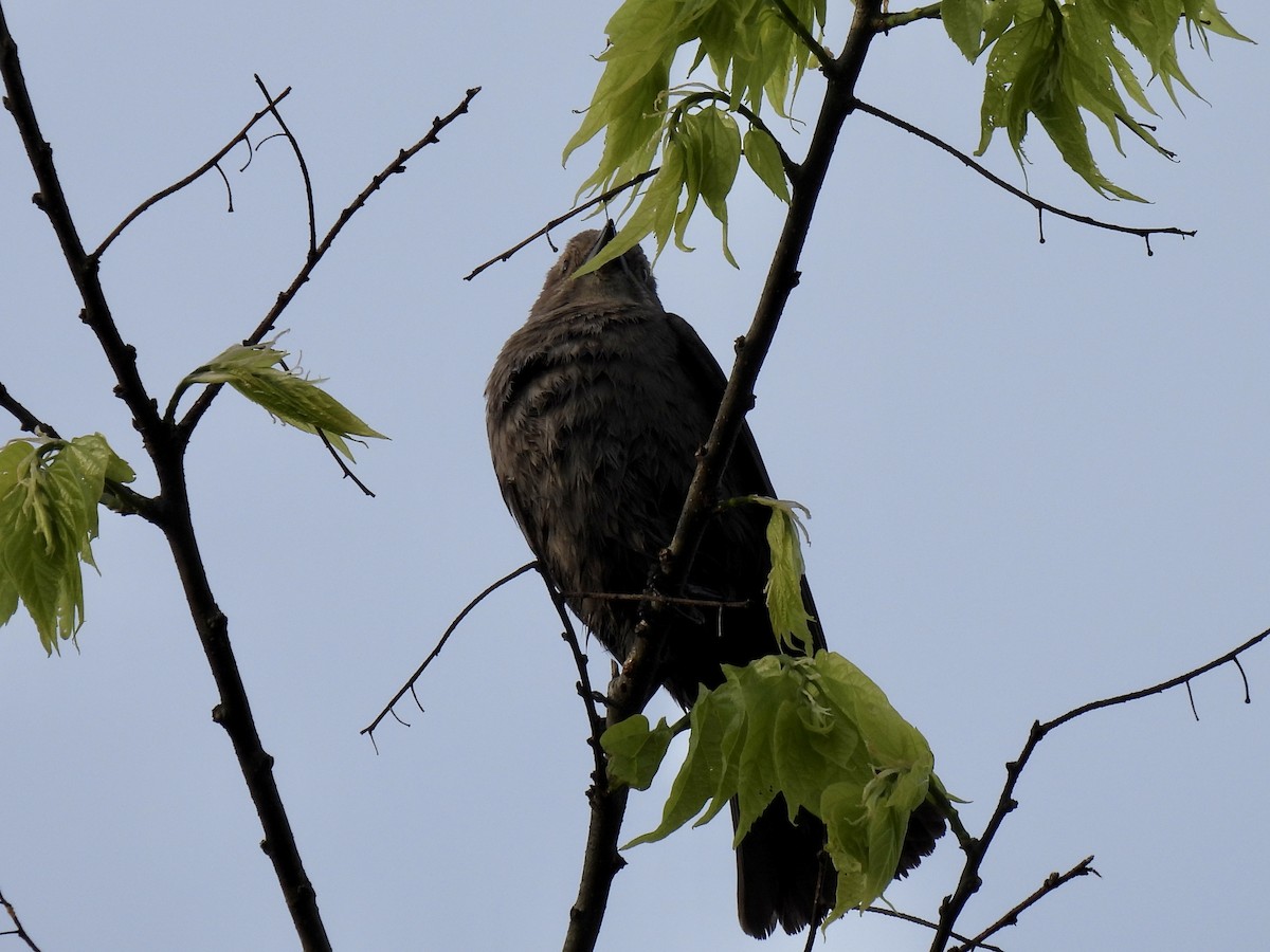 Brewer's Blackbird - ML562396591