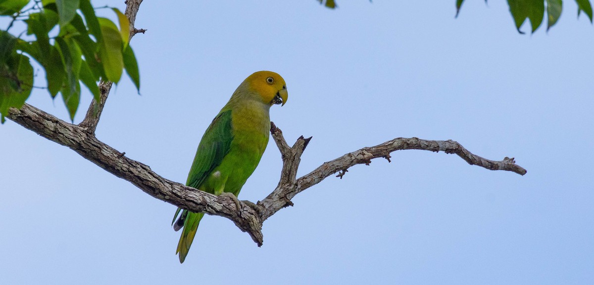 Singing Parrot - ML562396731