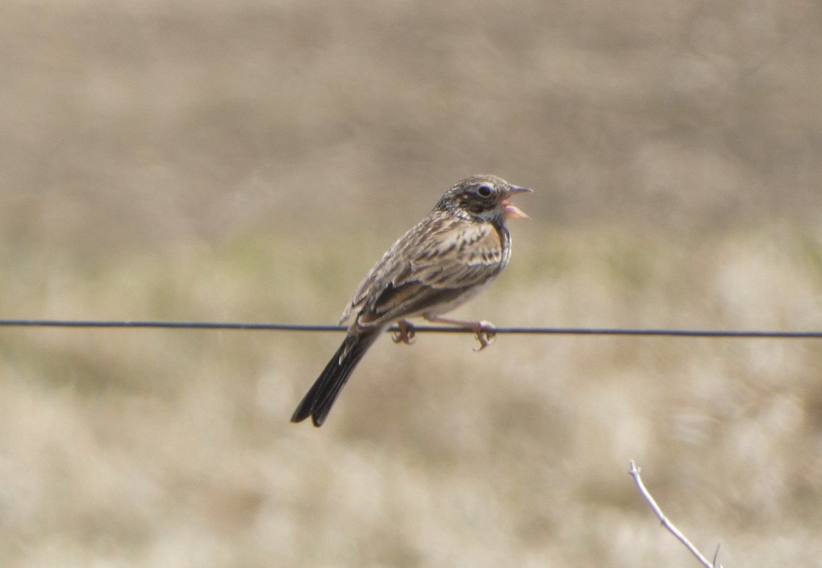 Vesper Sparrow - Dan Zmolek