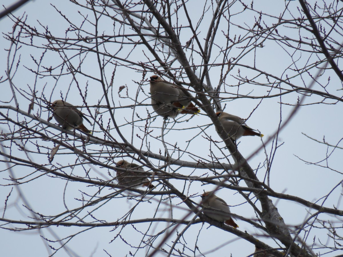 Bohemian Waxwing - ML562398401