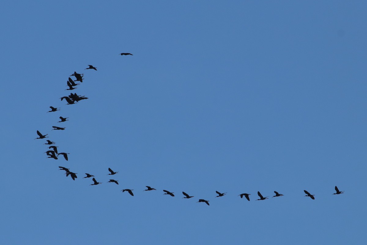 White-faced Ibis - ML562398621