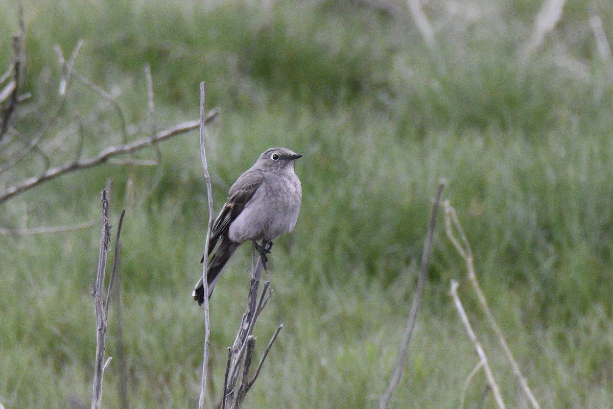 Townsend's Solitaire - Leeny A