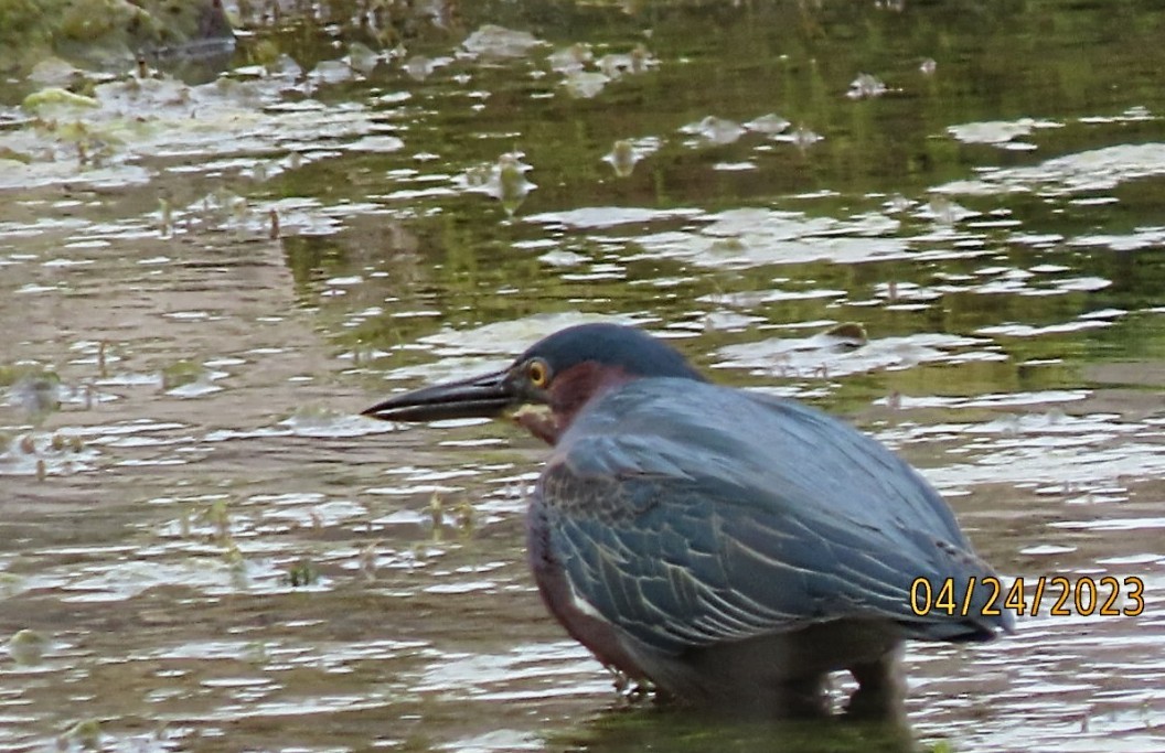 Green Heron - ML562399101