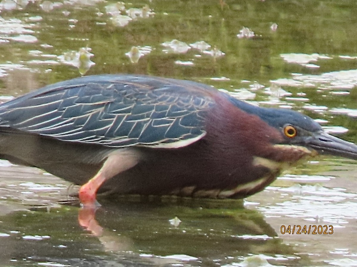 Green Heron - ML562399251