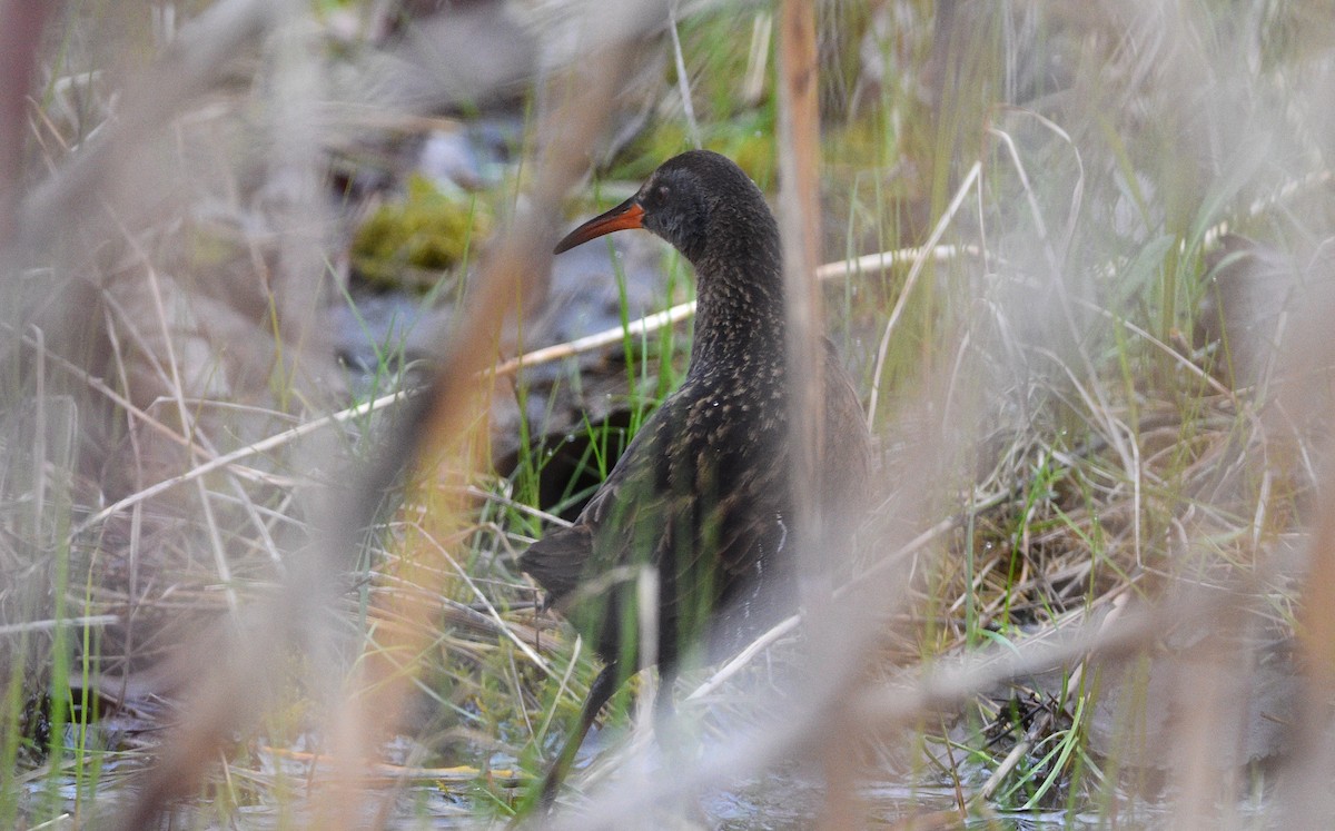 Virginia Rail - ML562399861