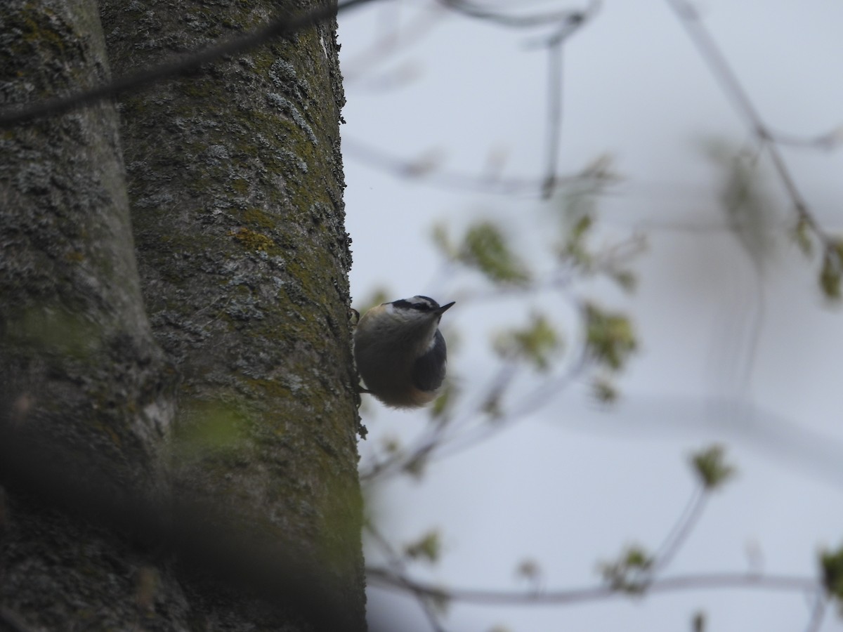 Red-breasted Nuthatch - ML562401461