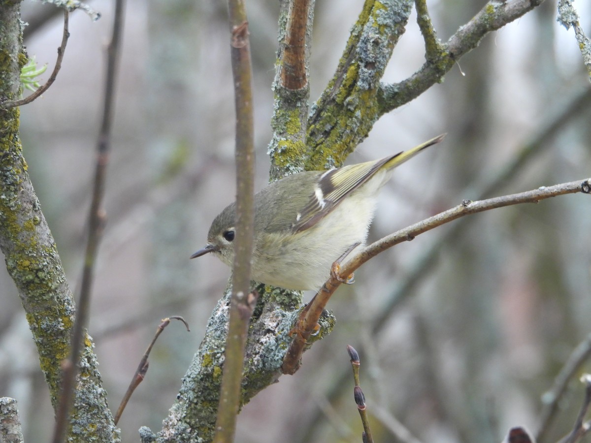 Ruby-crowned Kinglet - ML562401751