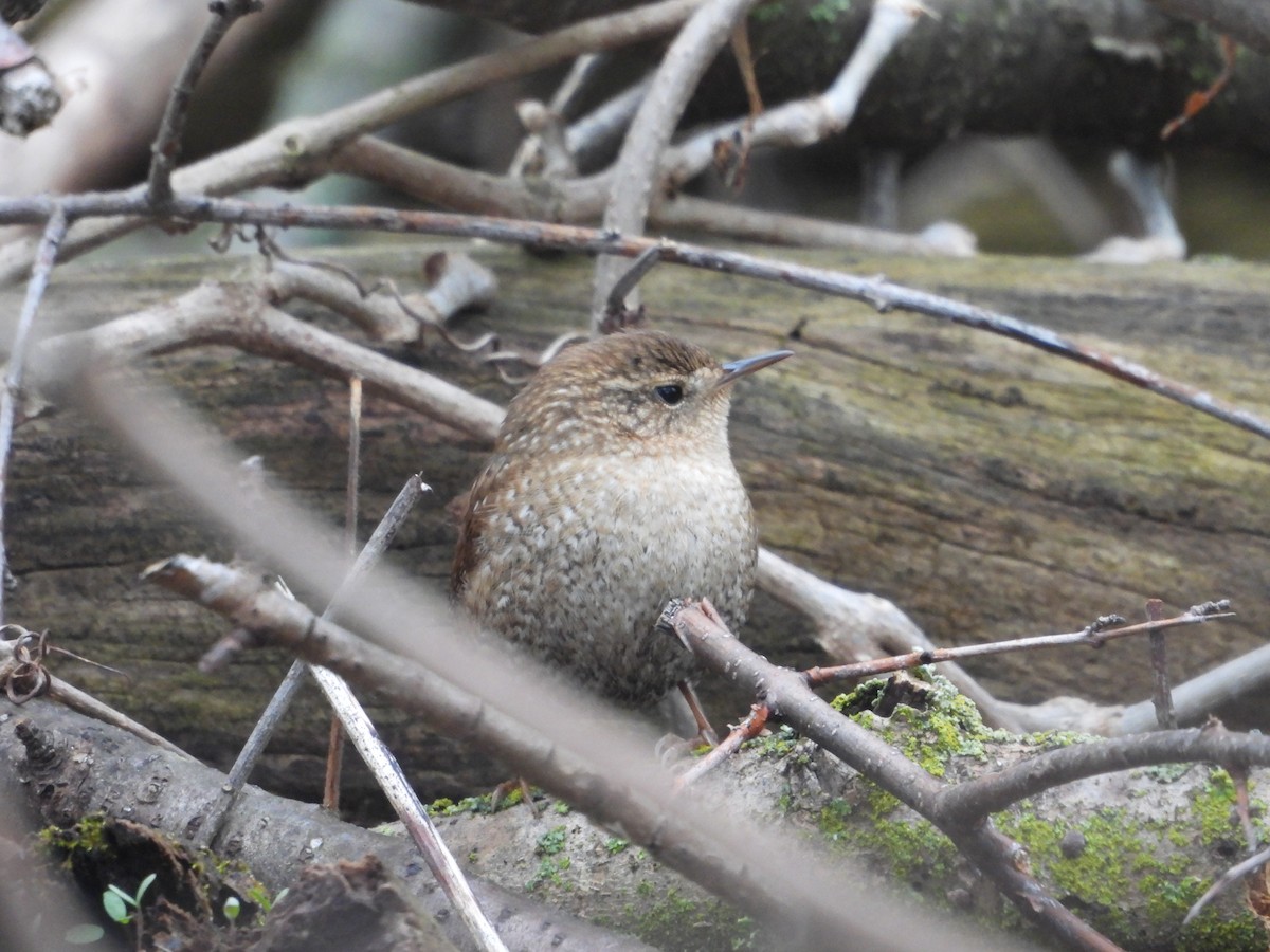 Winter Wren - ML562402011