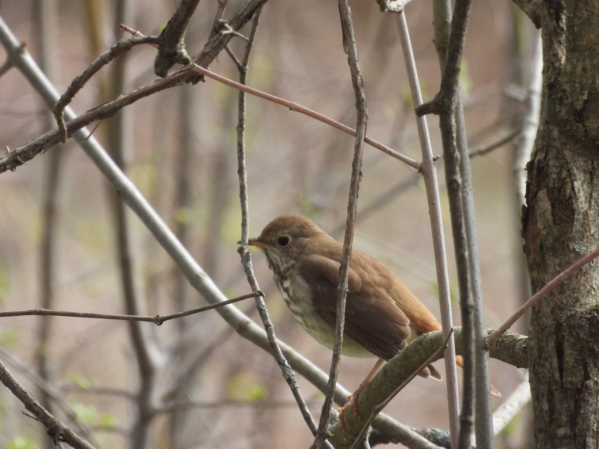 Hermit Thrush - ML562402231