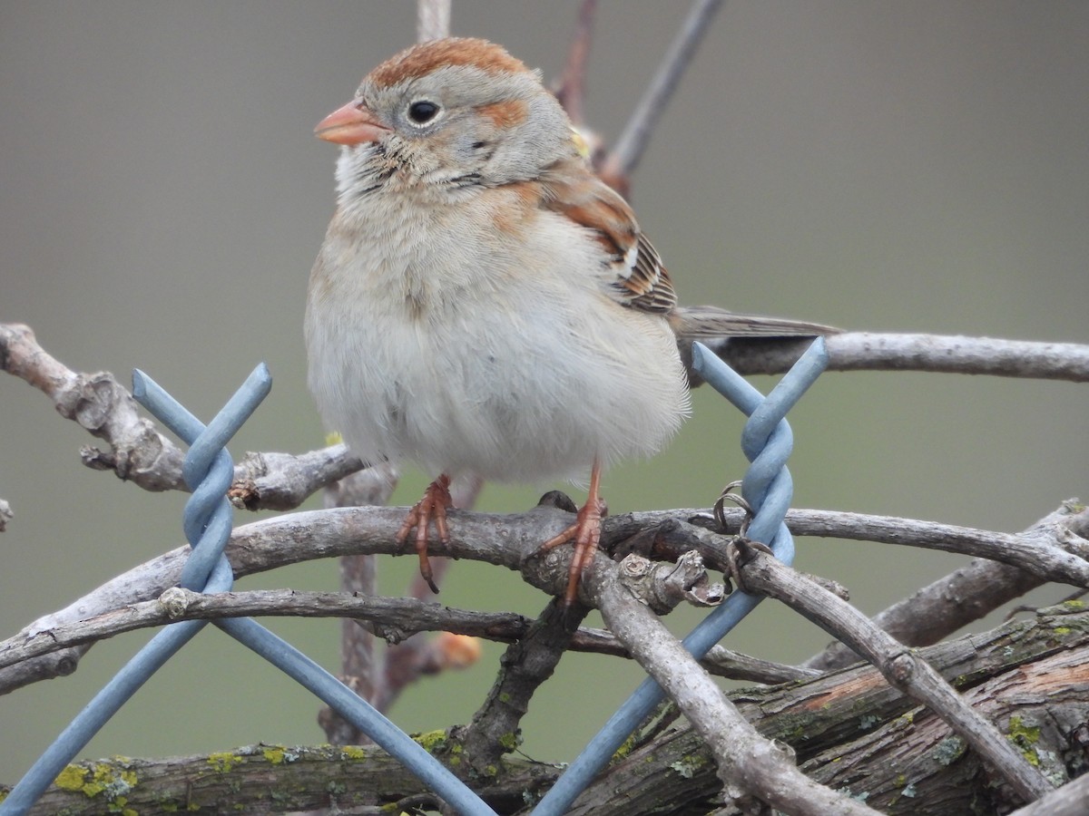 Field Sparrow - ML562402361