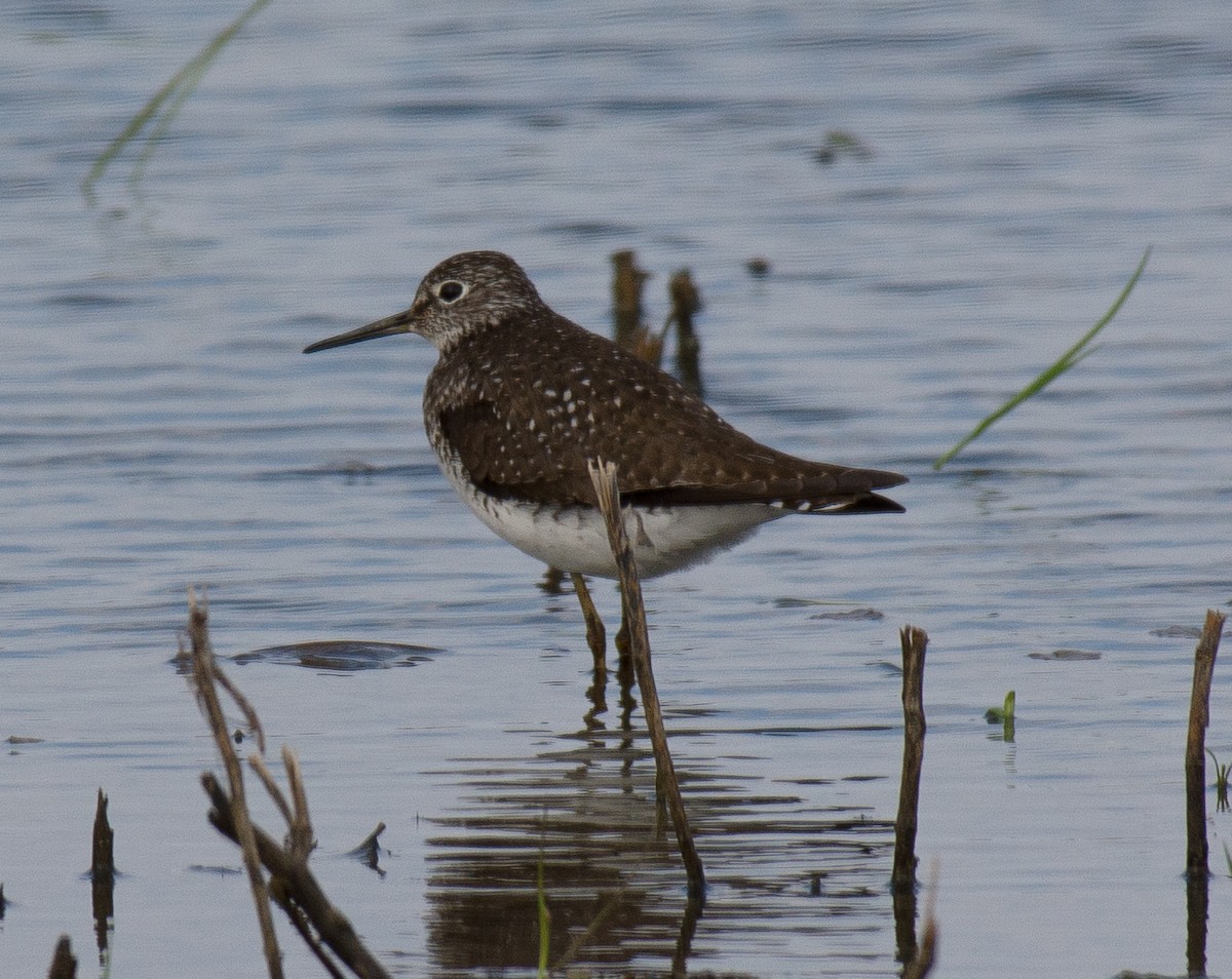 Solitary Sandpiper - Buddy M