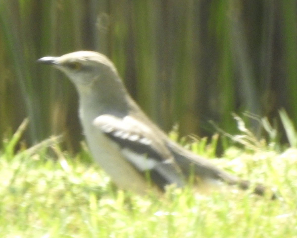 Northern Mockingbird - ML562402431