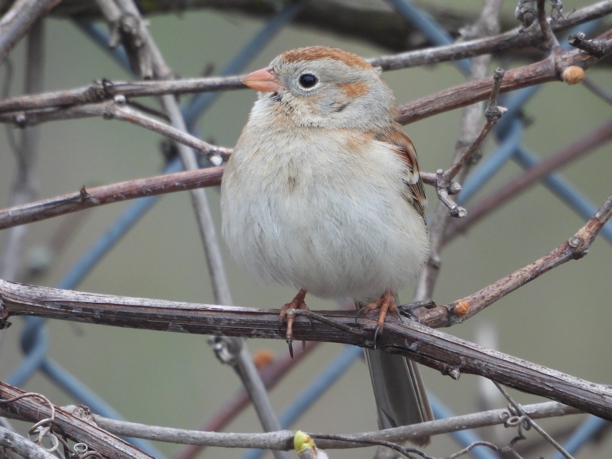 Field Sparrow - ML562402511