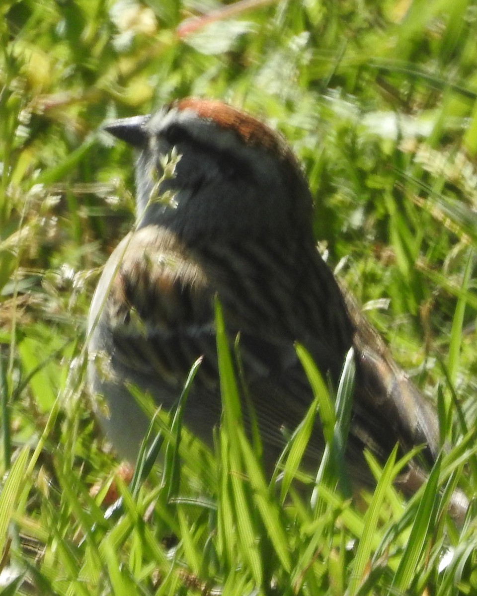 Chipping Sparrow - ML562402551