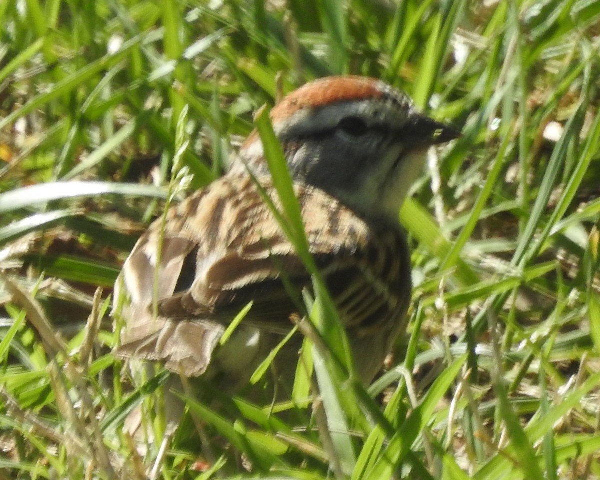 Chipping Sparrow - ML562402561