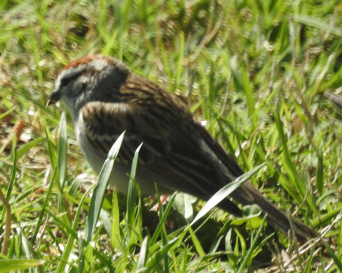 Chipping Sparrow - ML562402571