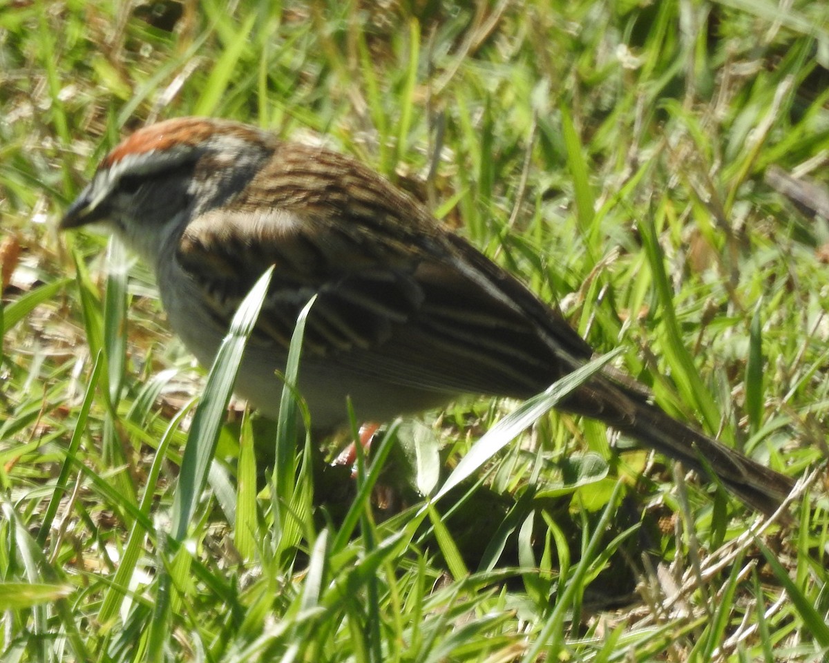 Chipping Sparrow - ML562402581