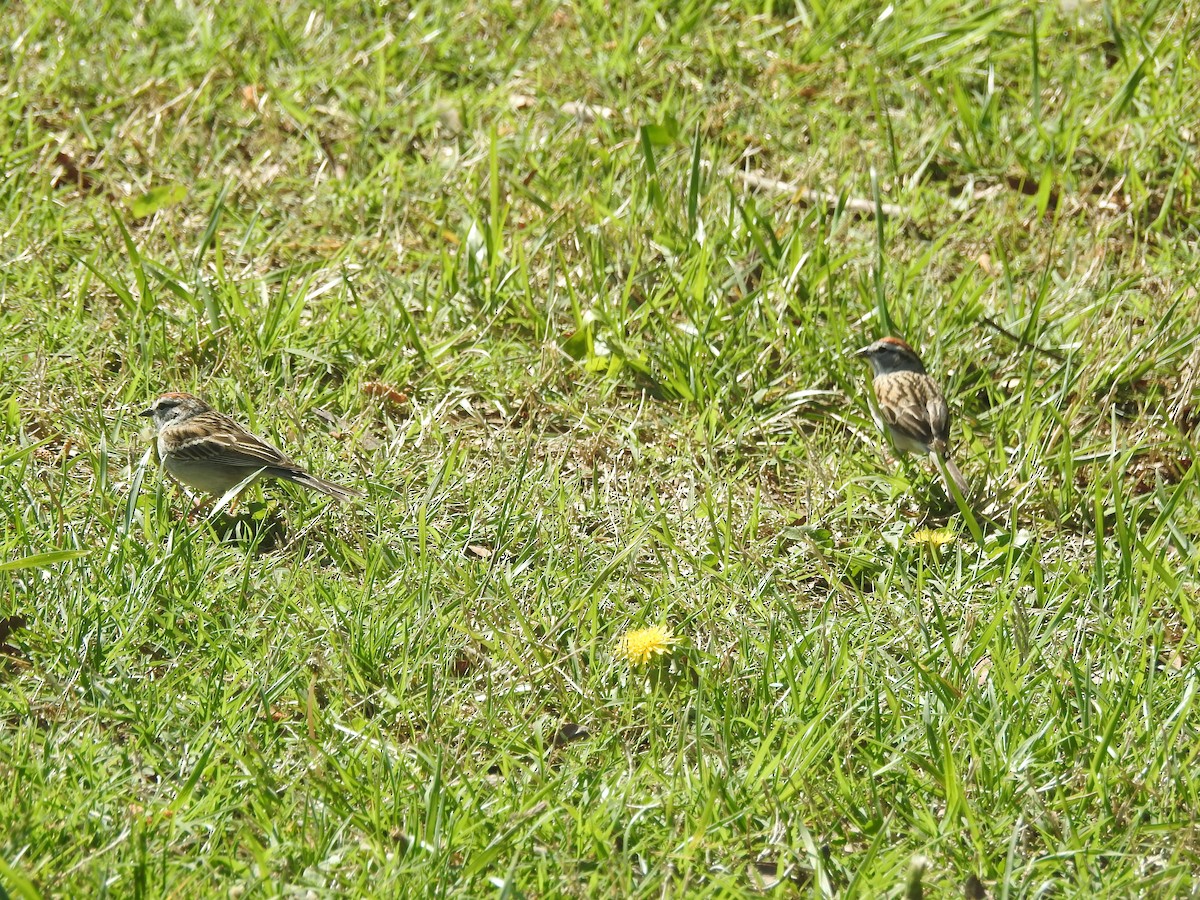 Chipping Sparrow - ML562402591